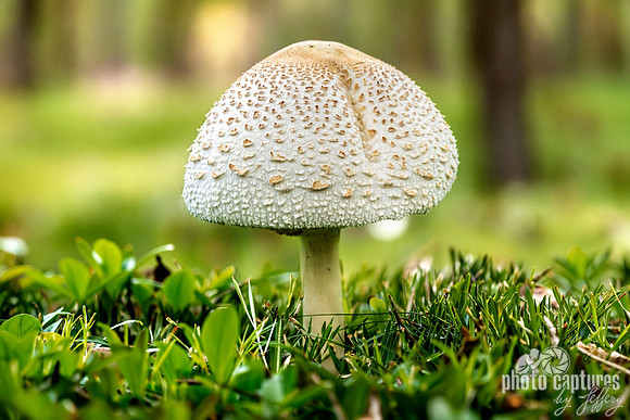 One Artistic Leucoagaricus Americanus Mushroom Green Grass