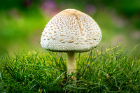 One Leucoagaricus Americanus Mushroom Green Grass