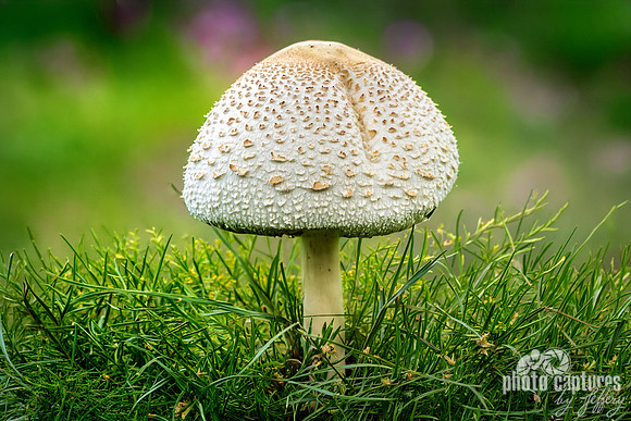 One Leucoagaricus Americanus Mushroom Green Grass