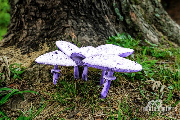 Purple Hue Colored False Parasol Mushrooms