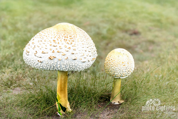 Two Leucoagaricus Americanus Mushrooms Soft Grass Artistic