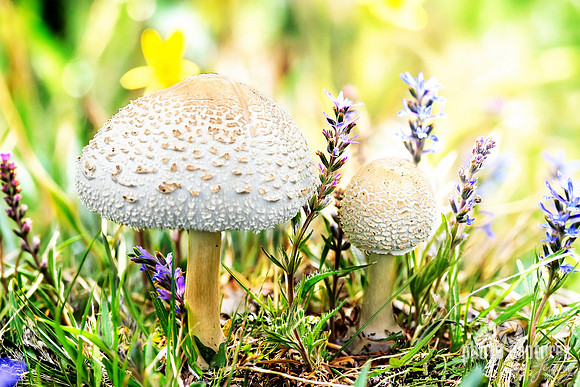Two Leucoagaricus Americanus Mushrooms Floral Background