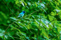 Male Indigo Bunting Hidden Lake Park
