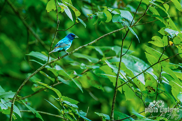 Male Indigo Bunting Hidden Lake Park