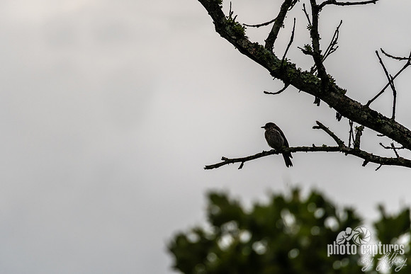 Lone Bird Silhouetted on a Tree Branch