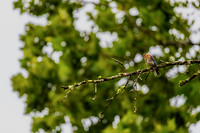 Eastern Bluebird Perched on a Mossy Branch at Hidden Lake Park