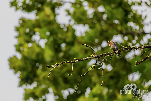 Eastern Bluebird Perched on a Mossy Branch at Hidden Lake Park