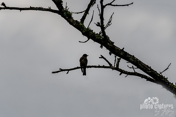 Silhouette of a Bird Facing Right on a Branch