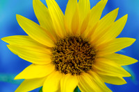 Bright Sunflower against Blue Bokeh