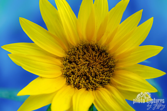 Bright Sunflower against Blue Bokeh