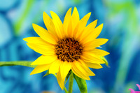 Vibrant Summer Sunflower Close-Up
