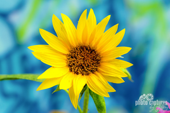 Vibrant Summer Sunflower Close-Up