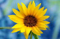 Common Sunflower Nashville Tennessee