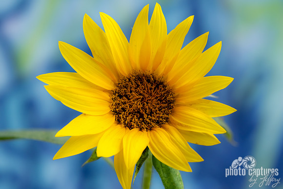Common Sunflower Nashville Tennessee
