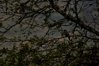 Eastern Bluebird Perched on a Branch Artistic Creative Background