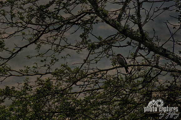 Eastern Bluebird Perched on a Branch Artistic Creative Background