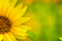 Artistic Background Golden Sunflower Petals Against Green Bokeh