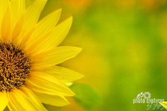 Artistic Background Golden Sunflower Petals Against Green Bokeh