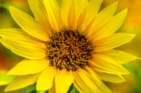 Artistic Background Radiant Common Sunflower Close-Up West Nashville
