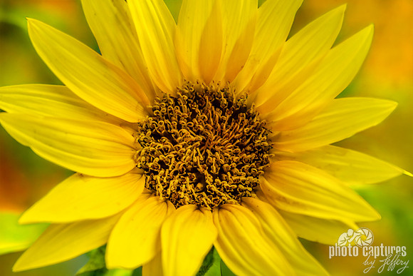 Artistic Background Radiant Common Sunflower Close-Up West Nashville
