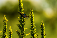 Backside of Iridescent Pipevine Swallowtail Butterfly