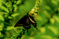 Iridescent Pipevine Swallowtail Butterfly on Reseda lutea