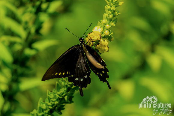 Iridescent Pipevine Swallowtail Butterfly on Reseda lutea