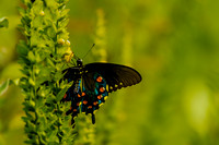 Magical Iridescent Pipevine Swallowtail Butterfly