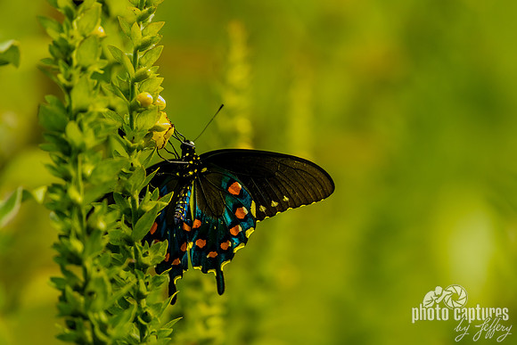 Magical Iridescent Pipevine Swallowtail Butterfly