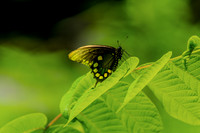 Pipevine Swallowtail Butterfly Resting Side View