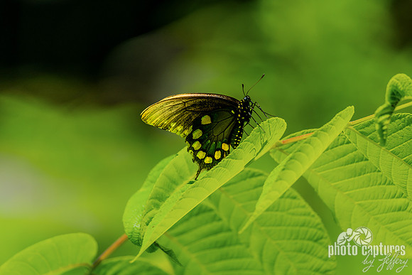 Pipevine Swallowtail Butterfly Resting Side View