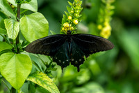 Pipevine Swallowtail Butterfly Wings Spread Wide