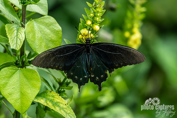 Pipevine Swallowtail Butterfly Wings Spread Wide