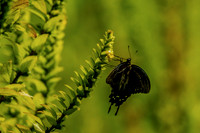Power of Pipevine Swallowtail Butterfly