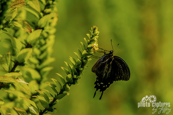 Power of Pipevine Swallowtail Butterfly