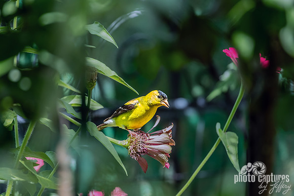 Golden Serenade in Green