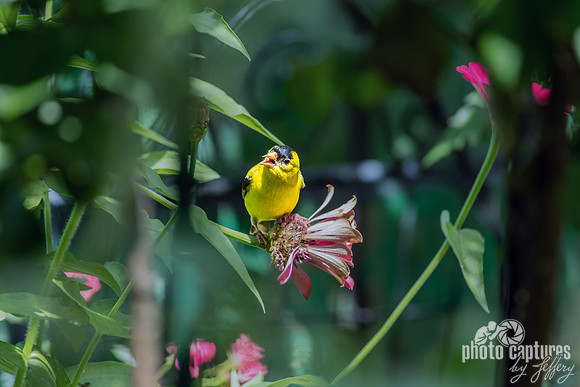 Goldenfinch On Pink Zinnia