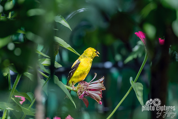 Goldenfinch Beak Open