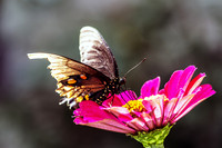 Velvet Swallowtail on Magenta Zinnia