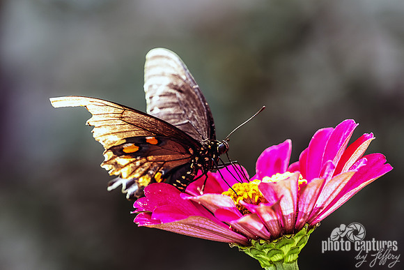 Velvet Swallowtail on Magenta Zinnia