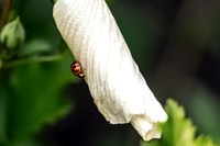 Ladybug on White Hibiscus Petal