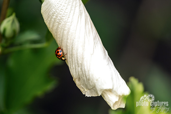Ladybug on White Hibiscus Petal