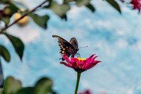 Swallowtail Butterfly on a Vibrant Pink Zinnia