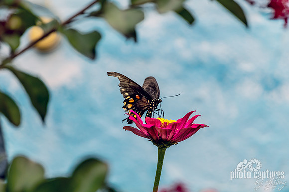 Swallowtail Butterfly on a Vibrant Pink Zinnia