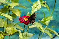 Black Swallowtail on Pink Zinnia