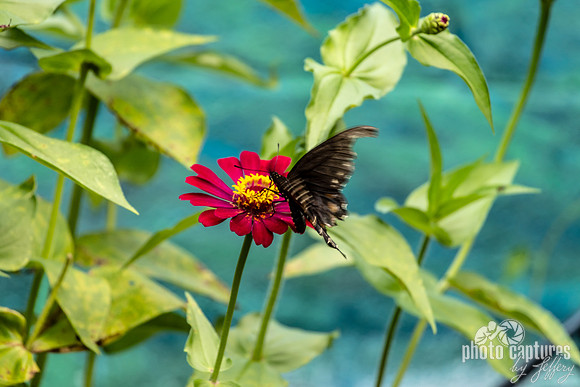 Black Swallowtail on Pink Zinnia
