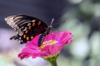 Profile View of a Swallowtail Butterfly on Pink Zinnia