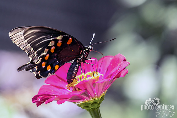 Profile View of a Swallowtail Butterfly on Pink Zinnia