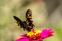 Swallowtail Butterfly Landing on Zinnia