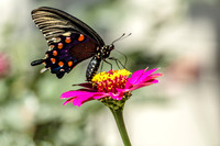 Swallowtail Wings with Orange and Blue Spots